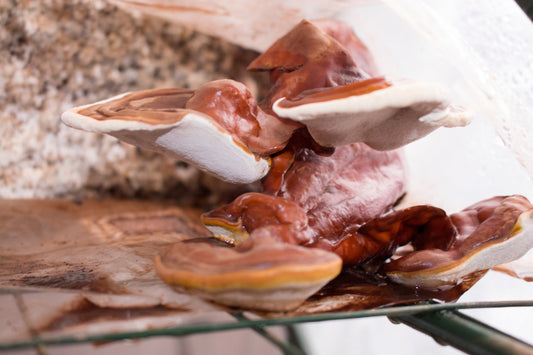 Du Reishi pour tous!
