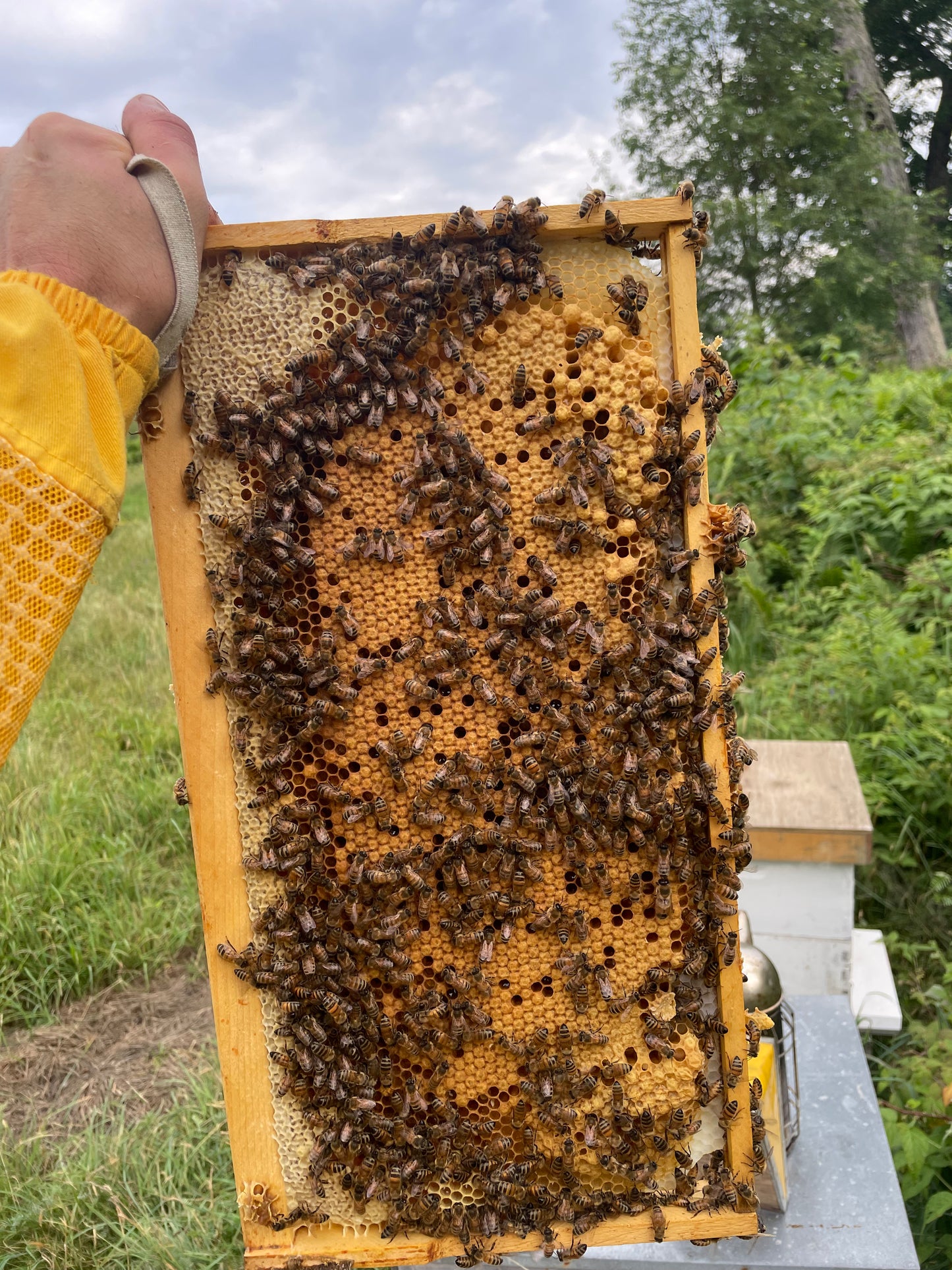 Nucléis - petite colonie d'abeille