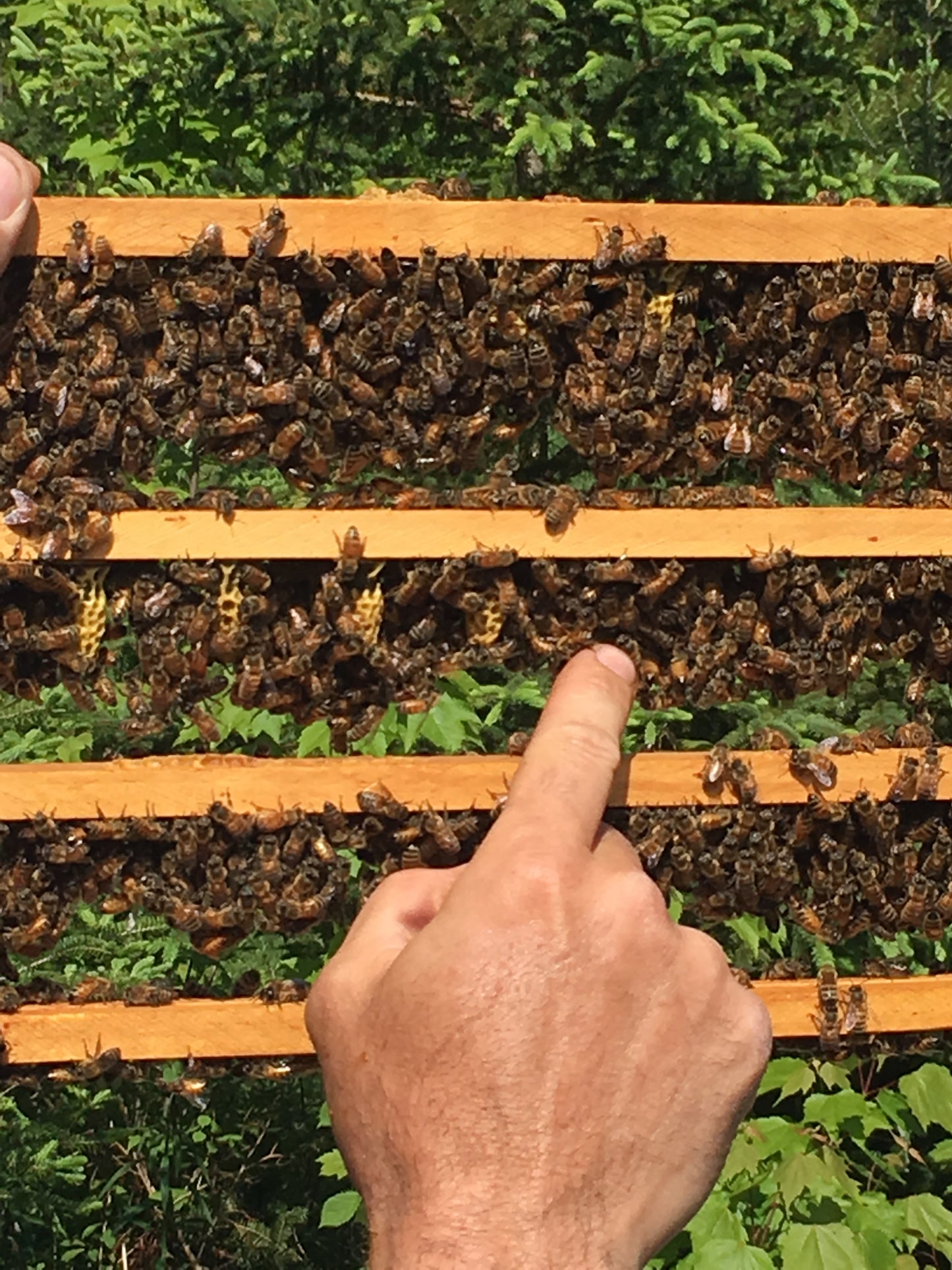 Nucléis - small bee colony