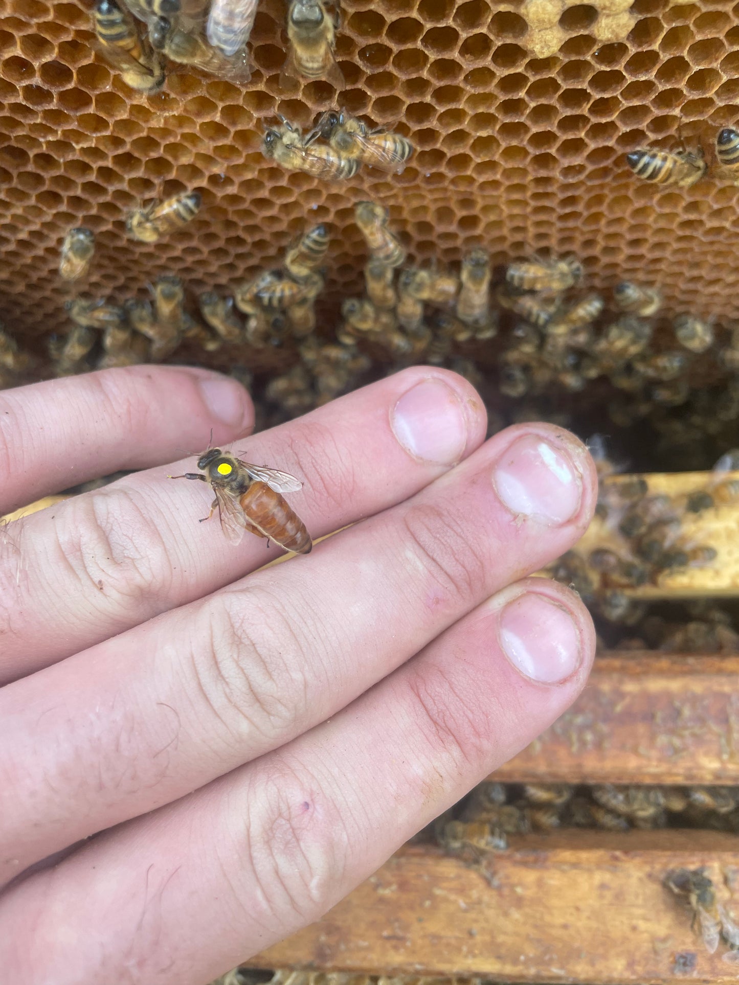 Nucléis - small bee colony