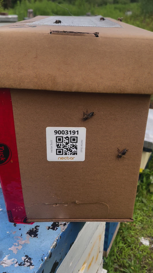 Nucléis - petite colonie d'abeille