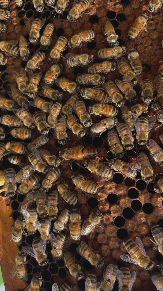 Nucléis - small bee colony