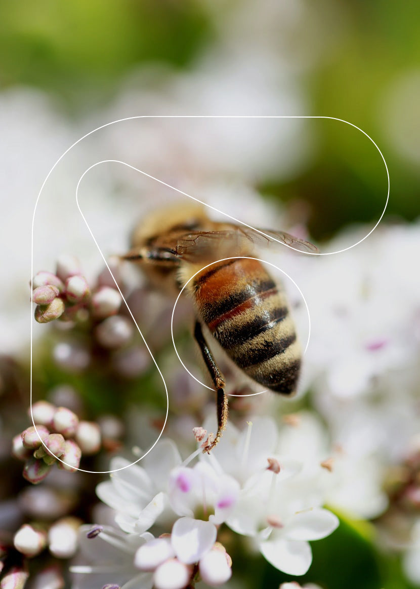Favorisez les pollinisateurs au printemps
