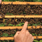 Nucléis - small bee colony