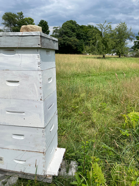 Kit de démarrage en apiculture et journée de formation apicole