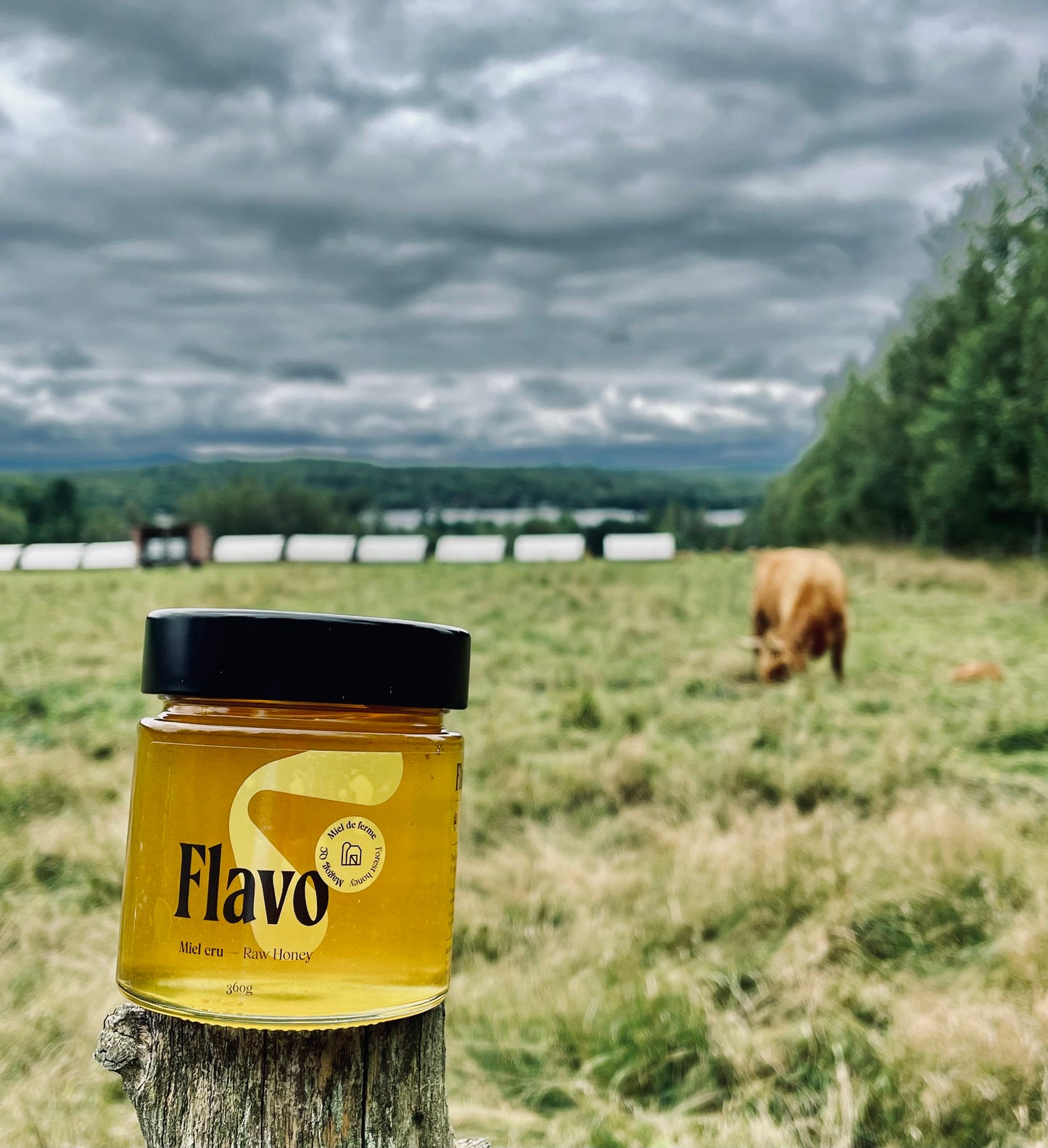 Pot of liquid raw honey - Magog - Farm at a moment's notice